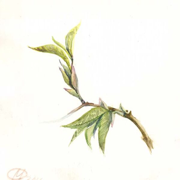 Sold Located in a private collection