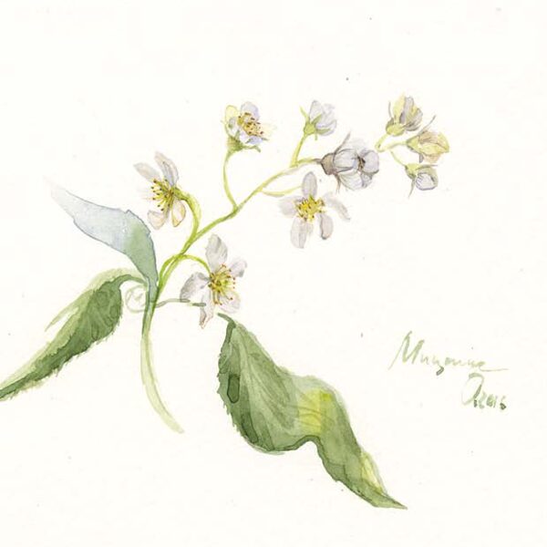 Оксана Мицник серия "Природа урала"