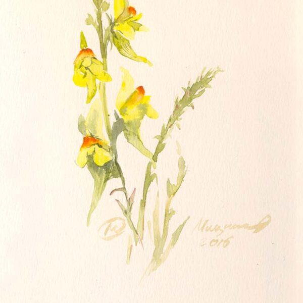 серия "Природа урала" Зев  12х18 см. 2015 г. Оксана Мицник