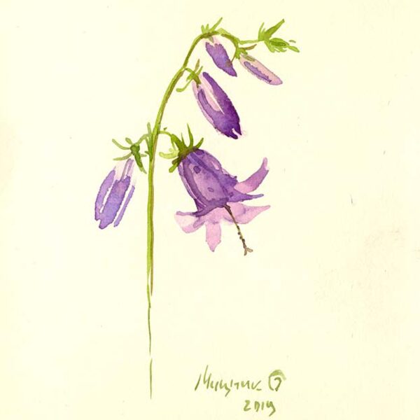  серия "Природа урала" Колокольчик 12х18 см. 2018 г. Оксана Мицник
