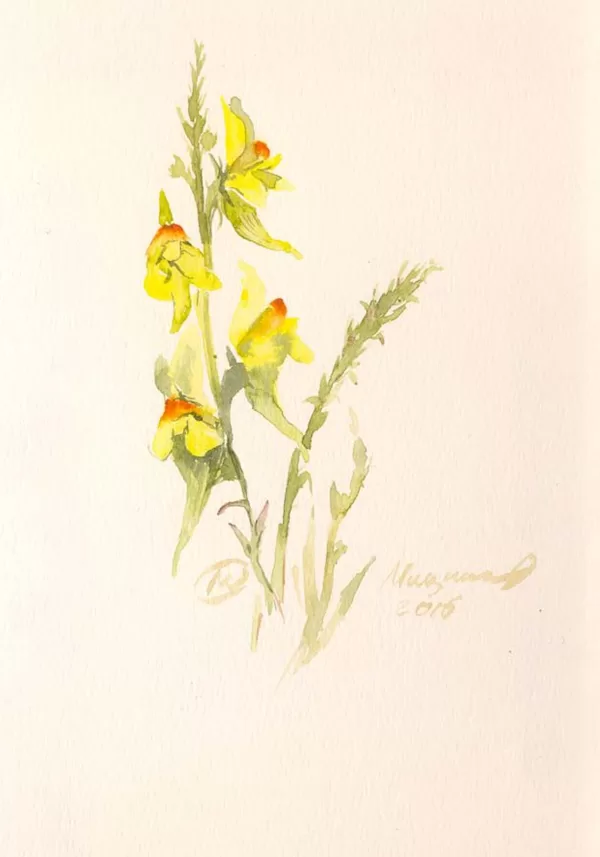серия "Природа урала" Зев  12х18 см. 2015 г. Оксана Мицник